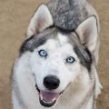 male white and black Siberian Husky dog