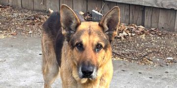 5-year-old male black and tan German Shepherd dog