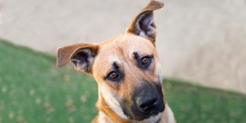 1-year-old male tan and white German Shepherd mix dog