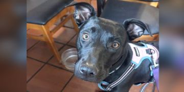 female black and white Terrier mix dog