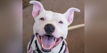 3-year-old female white Pit Bull dog