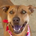 female red Pit Bull dog