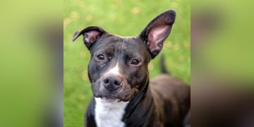 2-year-old female black and white Pit Bull dog