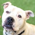 male white Pit Bull dog