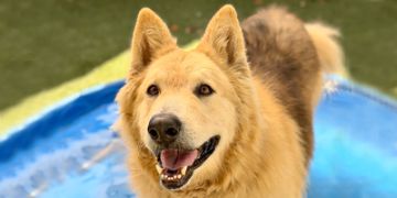 5-year-old male tan and black Alaskan Malamute mix dog