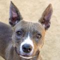 female gray and white Siberian Husky and Australian Cattle mix dog
