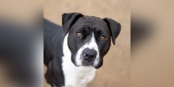 2-year-old male black and white Pit Bull dog