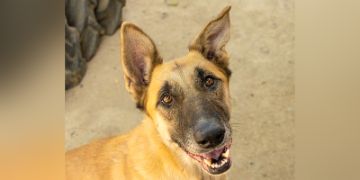 5-year-old female brown and black German Shepherd mix dog