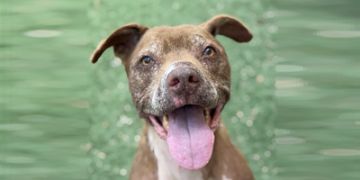 10-year-old male brown and white American Staffordshire dog