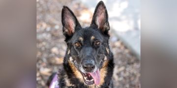 5-year-old female brown and tan German Shepherd dog