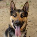male brown and black German Shepherd dog