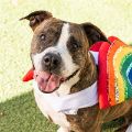 male brown brindle and white Pit Bull and Boxer mix dog