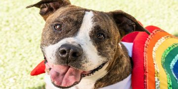 male brown brindle and white Pit Bull and Boxer mix dog