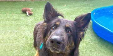 6-year-old male black and tan German Shepherd dog