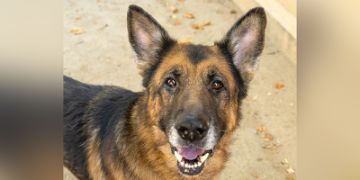 8-year-old male brown and black German Shepherd dog
