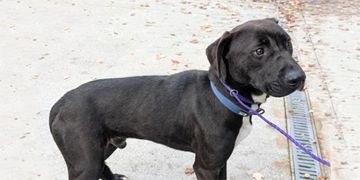 2-year-old male black and white Labrador Retriever and Pit Bull mix dog