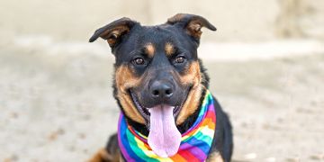 1-year-old male brown and black Rottweiler and Shepherd mix dog