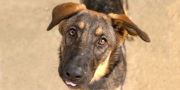 1-year-old female black and brown Shepherd mix dog