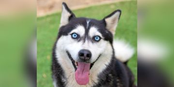2-year-old female black and white Siberian Husky dog