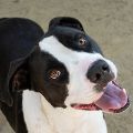 male black and white Pit Bull dog