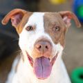 male white and brown Pit Bull dog