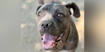 1-year-old female gray brindle Cane Corso dog