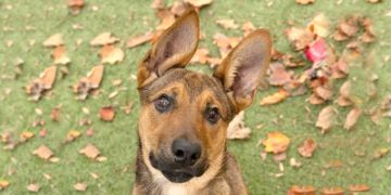 1-year-old female brown and black German Shepherd dog
