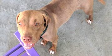 1-year-old female brown and white Pit Bull dog