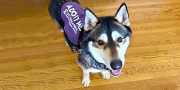 2-year-old male black and white Siberian Husky dog