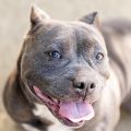 female gray and white Bully dog