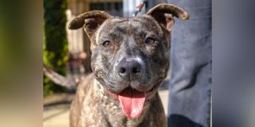 2-year-old female black brindle Pit Bull mix dog 