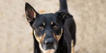 1-year-old male brown and black German Shepherd mix dog