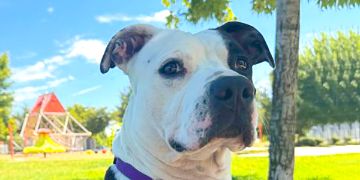 1-year-old female black and white Bully mix dog