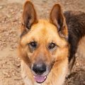 male tan and black German Shepherd