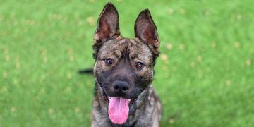 1-year-old male brown and black German Shepherd mix dog