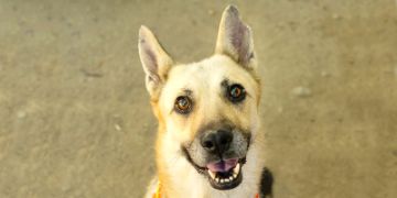 5-year-old tan and black German Shepherd dog
