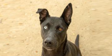 3-year-old female black and white Belgian Malinois mix dog