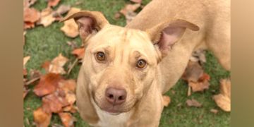 1-year-old female tan and white Pit Bull dog