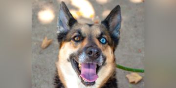 5-year-old female black and tan German Shepherd and Australian Shepherd mix dog