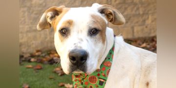 1-year-old male white and brown Pit Bull