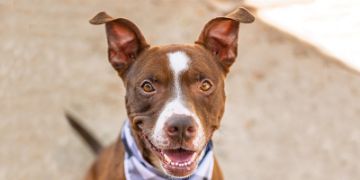 4-year-old male red and white Pit Bull mix dog