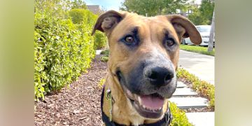 1-year-old female tan and white Pit Bull mix dog