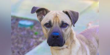 1-year-old male tan Black Mouth Cur dog