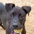 male black and white Pit Bull mix dog