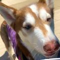 female white and red Siberian Husky dog
