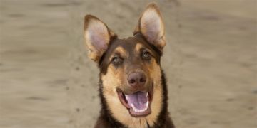 1-year-old male brown and tan Alaskan Husky and German Shepherd mix dog