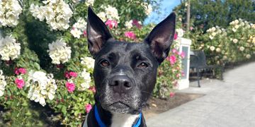 6-year-old female black and white Pit Bull dog
