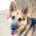 male tan and black German Shepherd dog