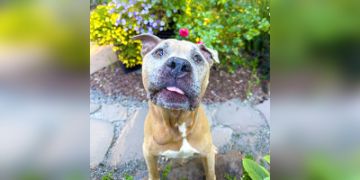 8-year-old male brown and white Pit Bull dog