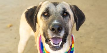 1-year-old male tan Mastiff and Shepherd mix dog